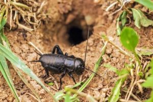 Photo of a field cricket, common yard pests, indicating the need for professional pest control services.