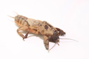 Photo of a mole cricket, a common burrowing yard pest.