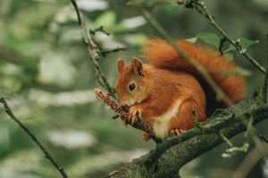Image of a red squirrel, indicating the need for safe and effective methods to remove squirrels and prevent future infestations.