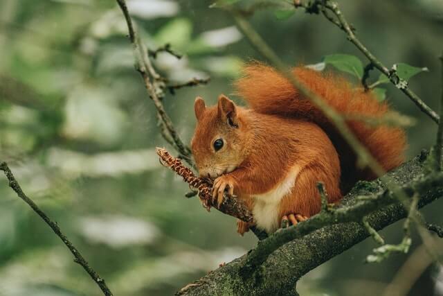 Squirrel Bait - What is the Best Bait to Catch Squirrels?