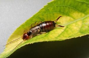Photo of an earwig on a leaf, common invaders, emphasizing the need for professional pest control services.