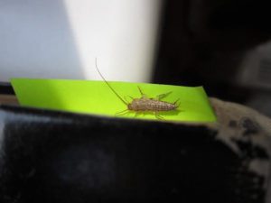Photo of a silverfish, common house pests, emphasizing the need for professional pest control services.