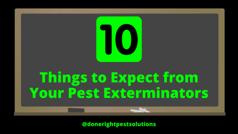 Image showcasing 10 things to expect from your pest exterminators, ensuring a successful pest-free experience.