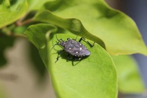 Image of a stink bug on a leaf, common invasive pests during the fall season.