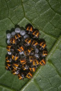 Image of stink bug and stink bug eggs on a leaf, common invasive pests during the fall season.