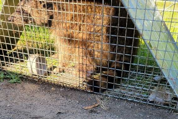 Image capturing a mischievious raccoon caught in a live trap, ensuring a critter-free environment.