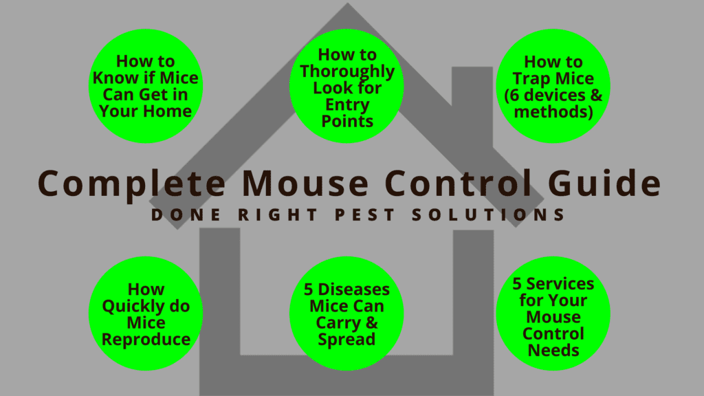 https://donerightpestsolutions.com/wp-content/uploads/2022/01/complete-mouse-control-graphic-1024x576.png