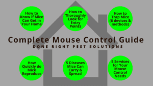 complete mouse control guide, how to look for entry points, how to know if mice can get in your home, how to trap mice, diseases mice carry, how quickly do mice reproduce, mouse extermination service