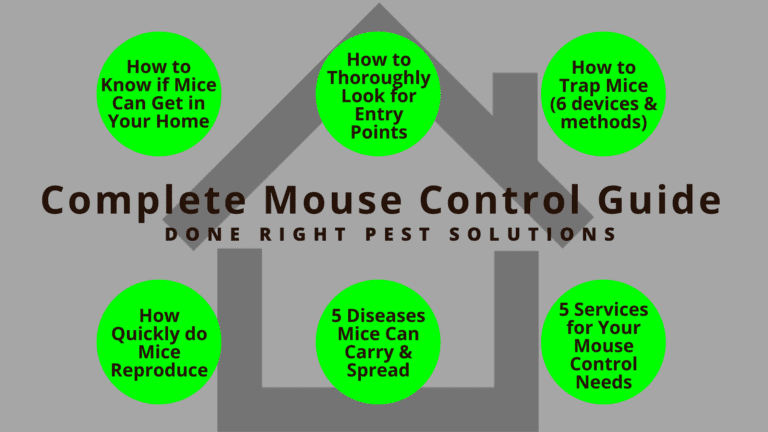 Image featuring a comprehensive guide to mouse control, helping you tackle those pesky critters effectively