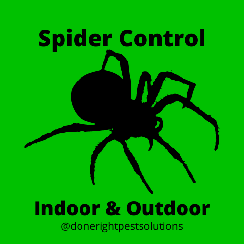 Image showcasing spider control services, keeping your space free from unwanted arachnid visitors.