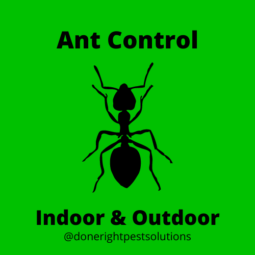 Image showcasing ant control services, keeping those tiny invaders out of your home sweet home.
