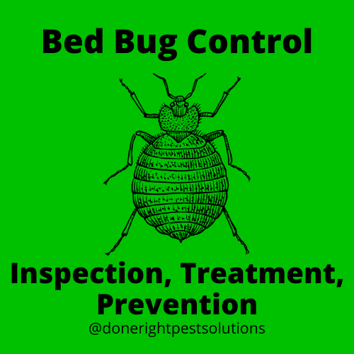 Image highlighting bed bug control services, ensuring a good night's sleep without any unwanted visitors.