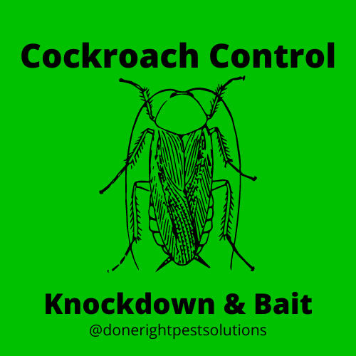 Image showcasing cockroach control services, getting rid of those pesky critters for good!
