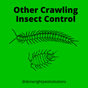 Image highlighting crawling insect control services, saying goodbye to those creepy crawlies in your space.