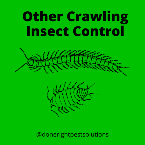 Image highlighting crawling insect control services, saying goodbye to those creepy crawlies in your space.