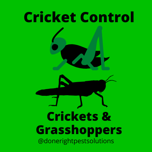 Image showcasing cricket control services, keeping those chirping critters away from your space.