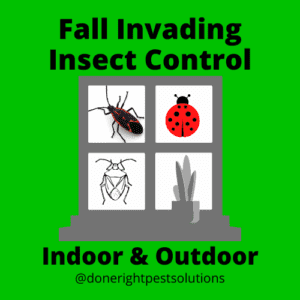 Image showcasing fall invading insect control services, protecting your home from unwanted pests this season.