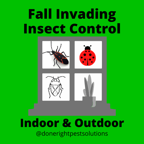 Image showcasing fall invading insect control services, protecting your home from unwanted pests this season.