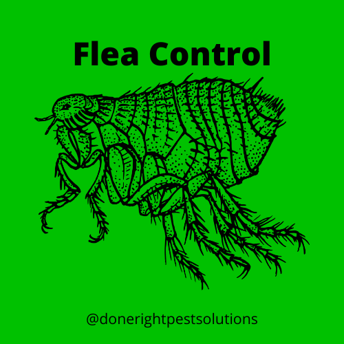 Image illustrating flea control service, ensuring a pest-free environment for you and your pets.