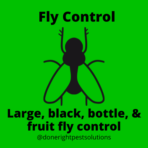 Image highlighting fly control services, keeping your space fly-free and comfortable for everyone.