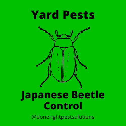 Image featuring Japanese beetle control services, safeguarding your plants and gardens from destructive infestations.