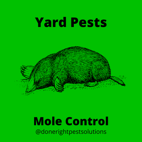 Image highlighting mole control services, ensuring a mole-free and well-maintained yard for you to enjoy.