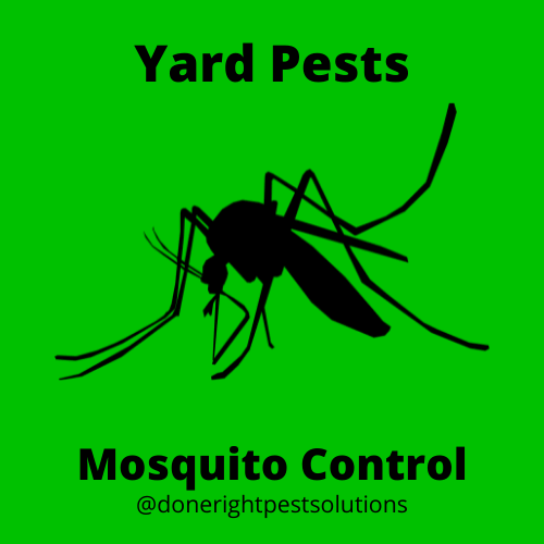 Image showcasing mosquito control services, keeping your outdoor spaces bite-free and enjoyable.