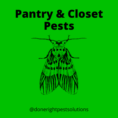 Image showcasing pantry pest control services, keeping your pantry free from unwanted pests and infestations.