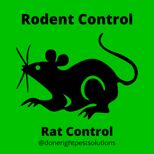 Image highlighting rat control services, ensuring a rodent-free environment for you and your home.