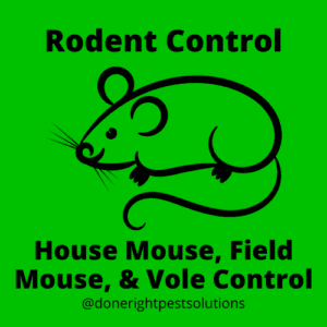 Image showcasing mouse control services, ensuring a rodent-free environment for you and your home.