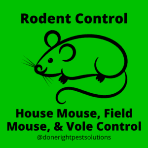 Image highlighting mouse control services, ensuring a rodent-free environment for you and your home.