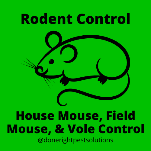Image highlighting mouse control services, ensuring a rodent-free environment for you and your home.