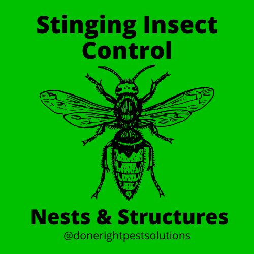 Image showcasing stinging insect control services, keeping your outdoor spaces safe and sting-free.