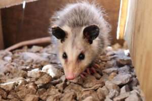 Photo of a possum, indicating a possum issue, offering effective solutions for possum infestations.