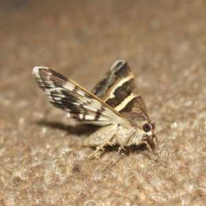 Pro-Pest Clothes Moth Trap, Do It Yourself Pest Control