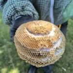 Image showcasing effective and safe ground wasp nests, keeping your yard happy and sting-free!