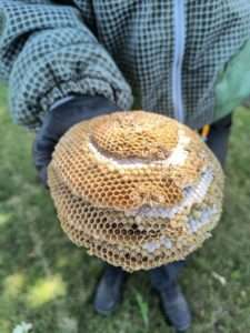Image showcasing effective and safe ground wasp nests, keeping your yard happy and sting-free!