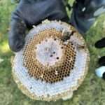 Image showcasing effective and safe ground yellow jacket nests, keeping your yard happy and sting-free!