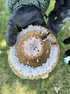 Image showcasing effective and safe ground yellow jacket nests, keeping your yard happy and sting-free!