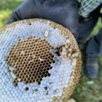 Image showcasing effective and safe ground yellow jacket wasp nests, keeping your yard happy and sting-free!