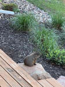 A photo showcasing a groundhog or woodchuck in someone's yard, indicating professional services available.