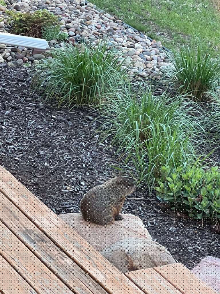 A photo showcasing a groundhog or woodchuck in someone's yard, indicating professional services available.