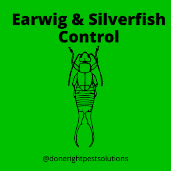 Image highlighting earwig and silverfish control services, eliminating these pests and ensuring a pest-free environment.