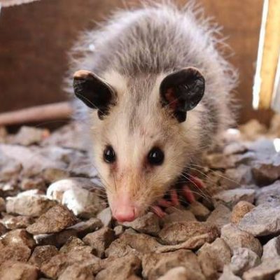 Image of a possum, highlighting possum removal services, keeping your property safe and free from possum intrusions.